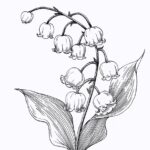 铃兰 sw的头像-拟人圈