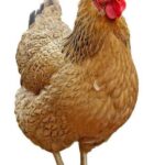 努力产粮的勾勾哒的头像-拟人圈