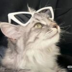 晚安.X的头像-拟人圈