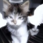 无尽夏的头像-拟人圈