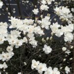 Serena的头像-拟人圈