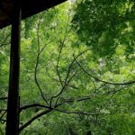 江辞楠的头像-拟人圈