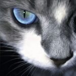 Salinea的头像-拟人圈