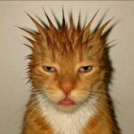 口口口口口口口橘的头像-拟人圈