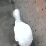 归尘落ch的头像-拟人圈