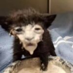 猫虚无的头像-拟人圈