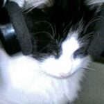 柳轻尘的头像-拟人圈