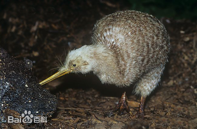 长脚猕猴桃-拟人圈