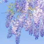 荷萍的头像-拟人圈