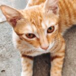 白玺Eleolor的头像-拟人圈