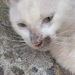 2Hhhh的头像-拟人圈