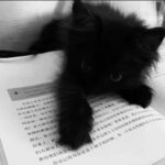 凛霜的头像-拟人圈