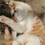 槐楠-青竹的头像-拟人圈