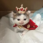 奥地利的美术生的头像-拟人圈