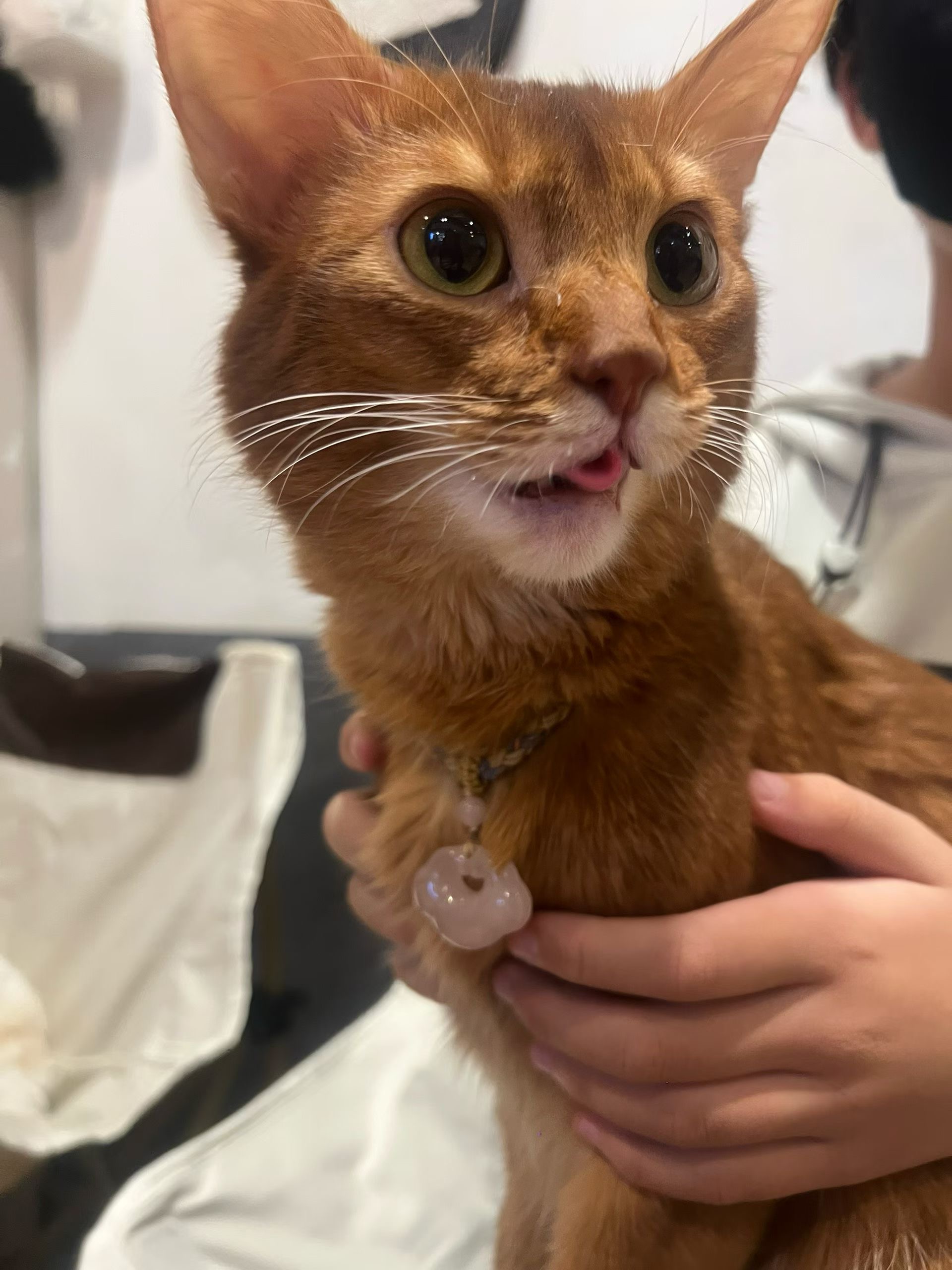 小弦大王-拟人圈