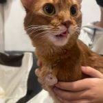 小弦大王的头像-拟人圈