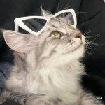 LOADING.阈渊.L的头像-拟人圈