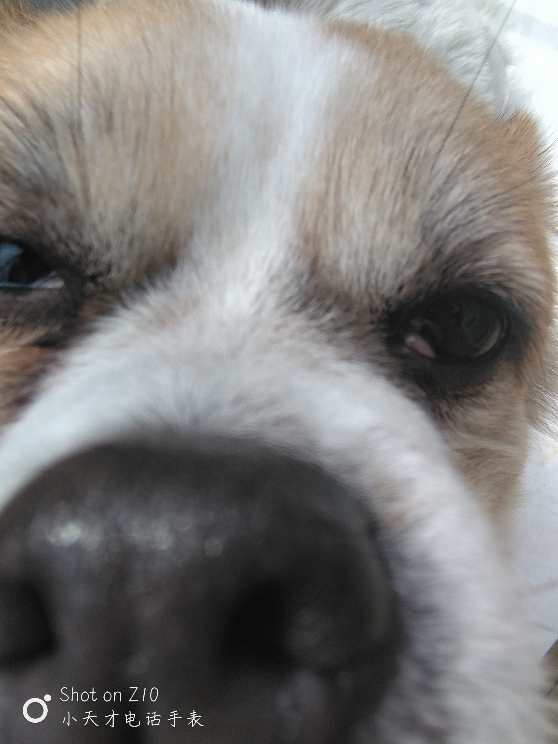 原创国拟和国拟是什么关系啊-拟人圈