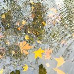 Zephyr的头像-拟人圈