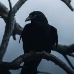 ch.鸦羽Etiya的头像-拟人圈