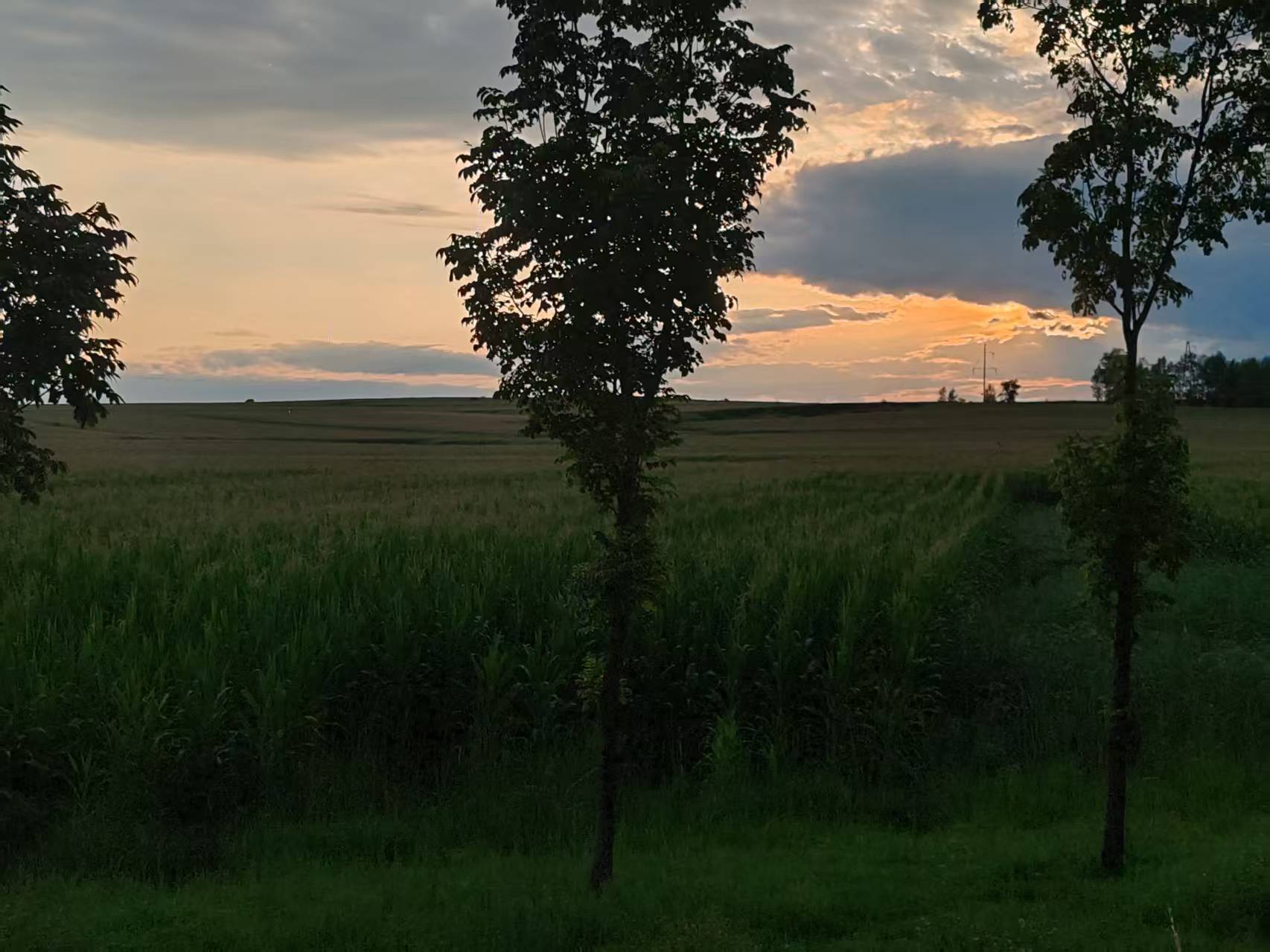 拟人圈