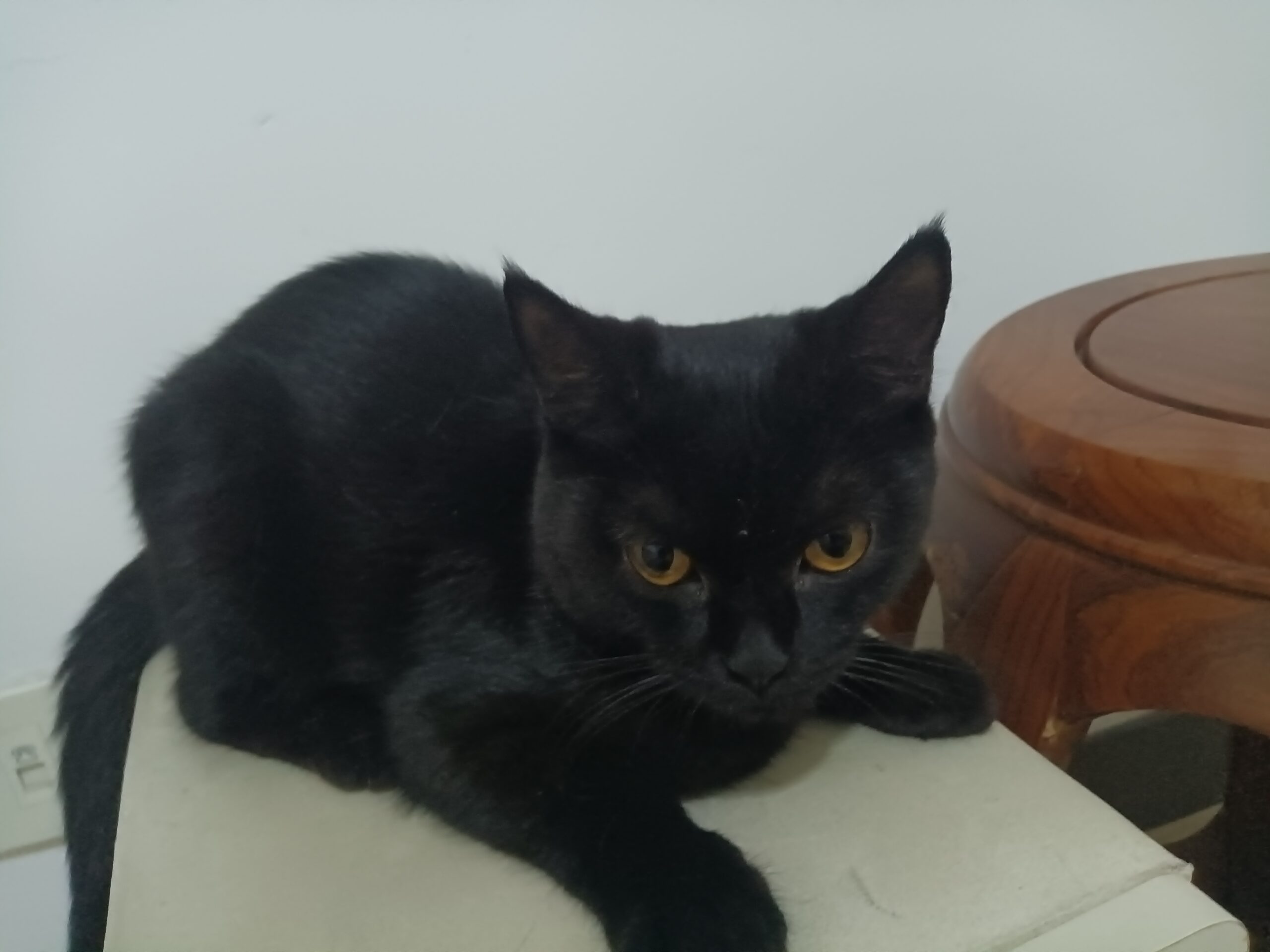 养的啥子猫-拟人圈